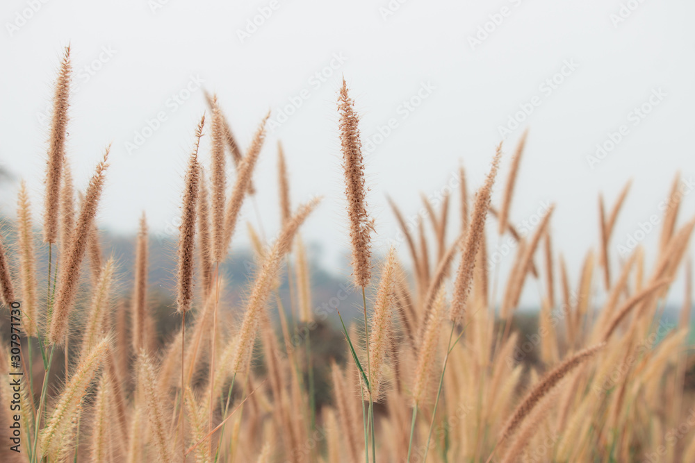 Beautiful nature landscape - Closeup beautiful grass flowers In nature during the day time. Beautiful nature landscape - Closeup beautiful grass flowers In nature during the day time.