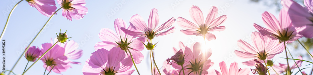 Fototapeta premium Nature of pink flower cosmos in garden using as cover page background natural flora wallpaper or template brochure landing page design