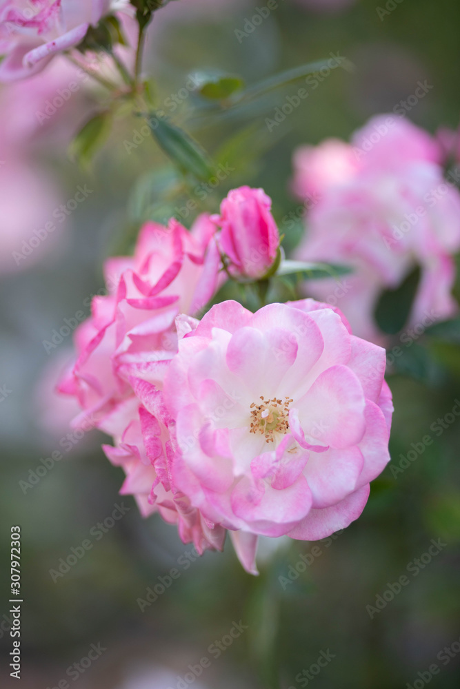 Fototapeta premium 庭に咲くピンクのバラ