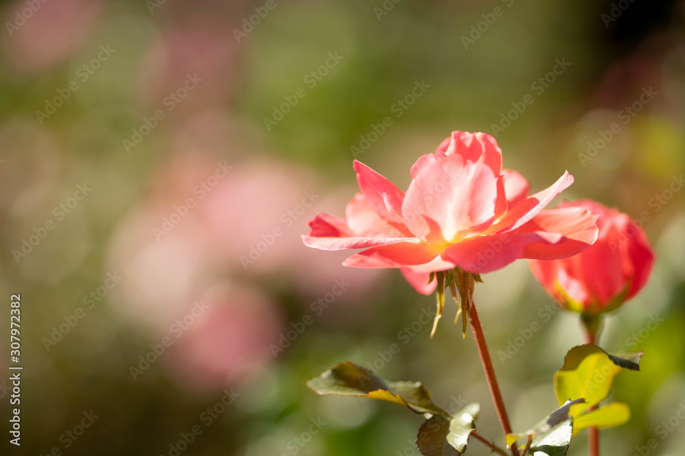 庭に咲くオレンジのバラ