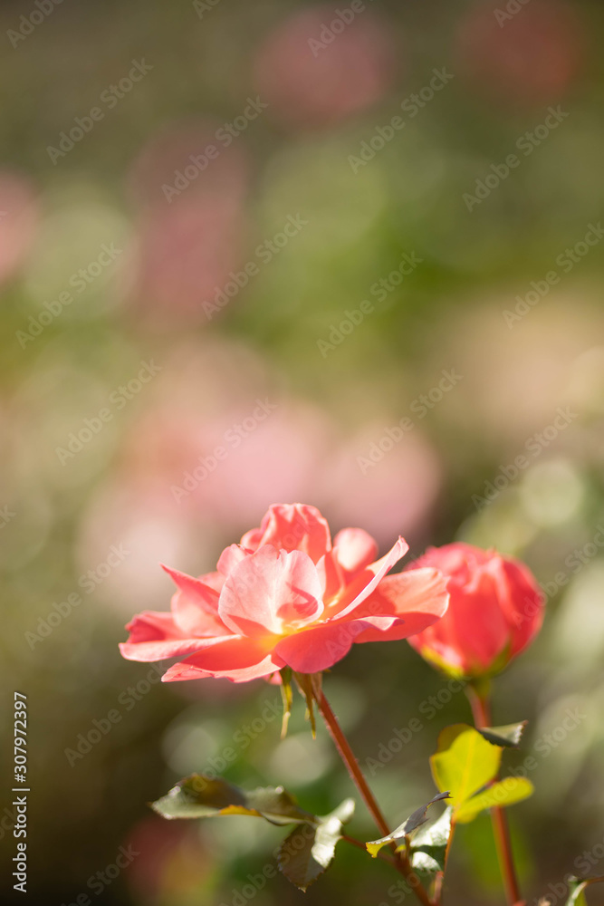 庭に咲くオレンジのバラ