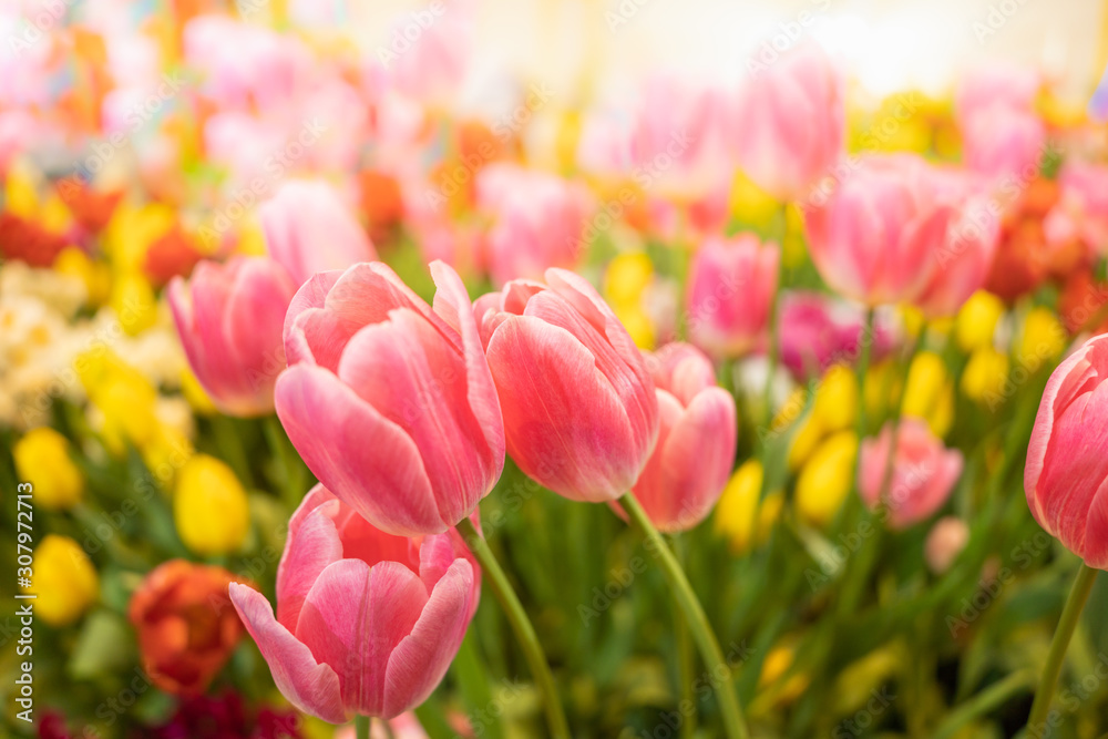 Nature of tulip flower in garden using as cover page background natural flora wallpaper or template brochure landing page design