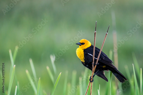 yellow headed blackbird