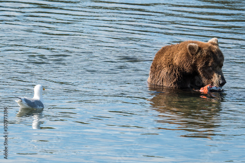 brown bear in water eating a salmon, seagull watching © Jennifer