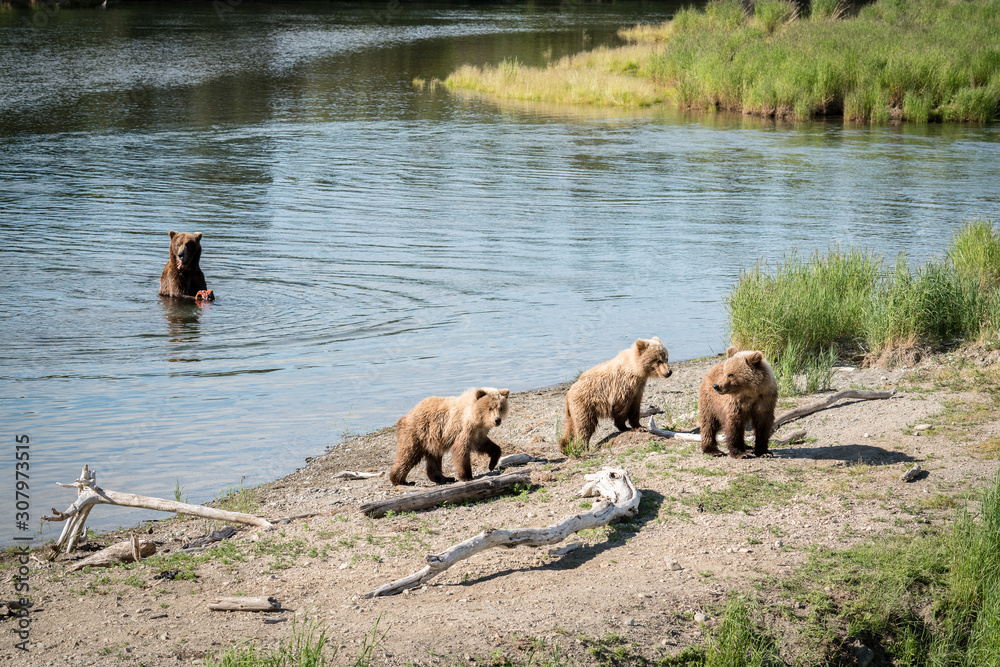 Three brown bear cubs on shore, mother bear in the river Three brown bear cubs on shore, mother bear in the river