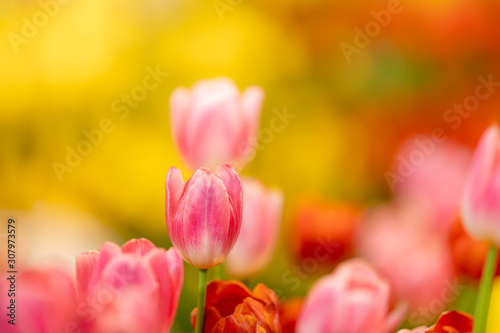 Nature of tulip flower in garden using as cover page background natural flora wallpaper or template brochure landing page design