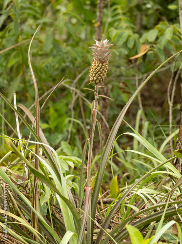 Wild pineapple on stalk
