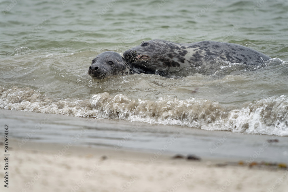 Obraz premium Zwei Kegelrobben beim Spielen im Wasser am Strand, Düne Helgoland