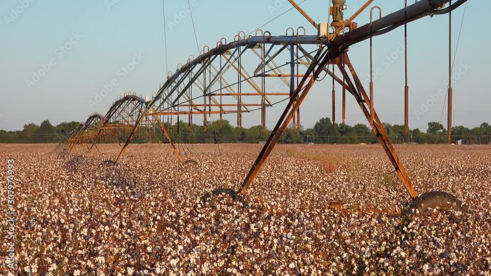 Nice view of farm water irrigation system in agricultural cotton growing in a field in the Mississippi River Delta region.