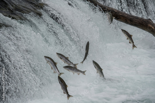 Annual sockeye salmon run at Brooks Falls in Katmai National park, Alaska