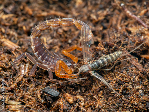 P1010005 Parthenogenic scorpion Lychas tricarinatus and midge copyright ernie cooper 2019