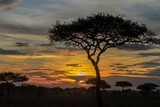 Acacia tree at sunrise in Tanzania