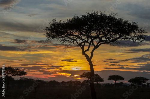 Acacia tree at sunrise in Tanzania