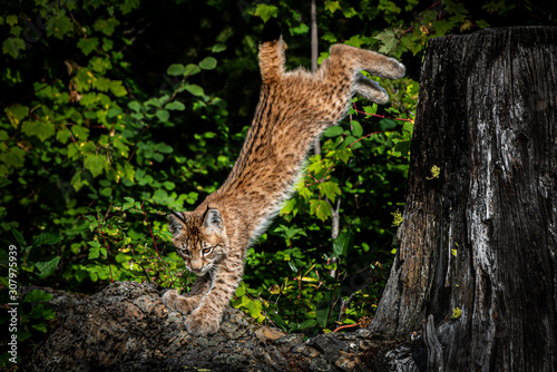 Close up of a Siberian Lynx kitten jumping off a stump in a lush green forest.