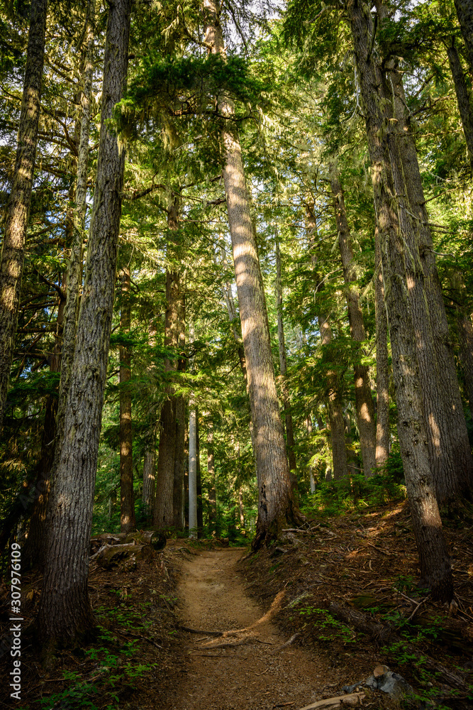 Obraz premium Tall Pine Trees Line Dirt Trail