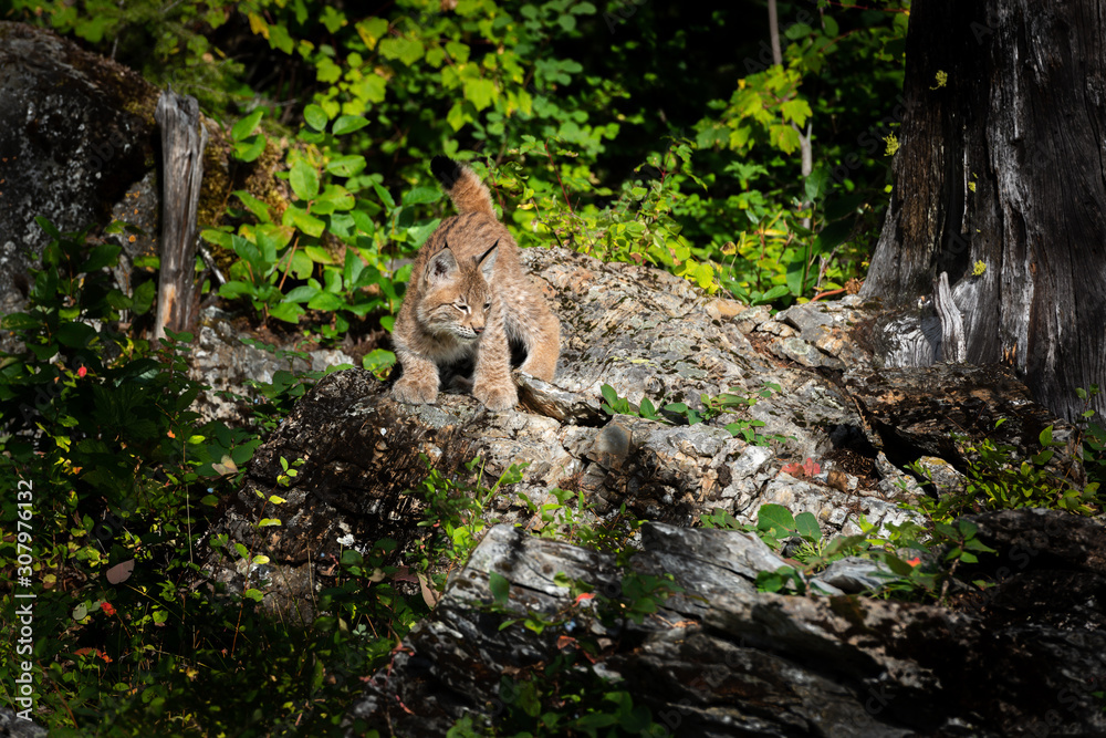 Siberian Lynx kitten walking along the rocks while looking right in the lush green forest. Siberian Lynx kitten walking along the rocks while looking right in the lush green forest.