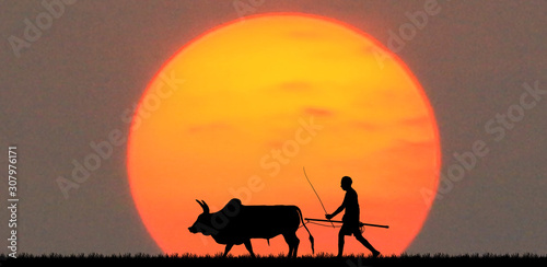 silhouette man with a cow walks on blurry sunrise background