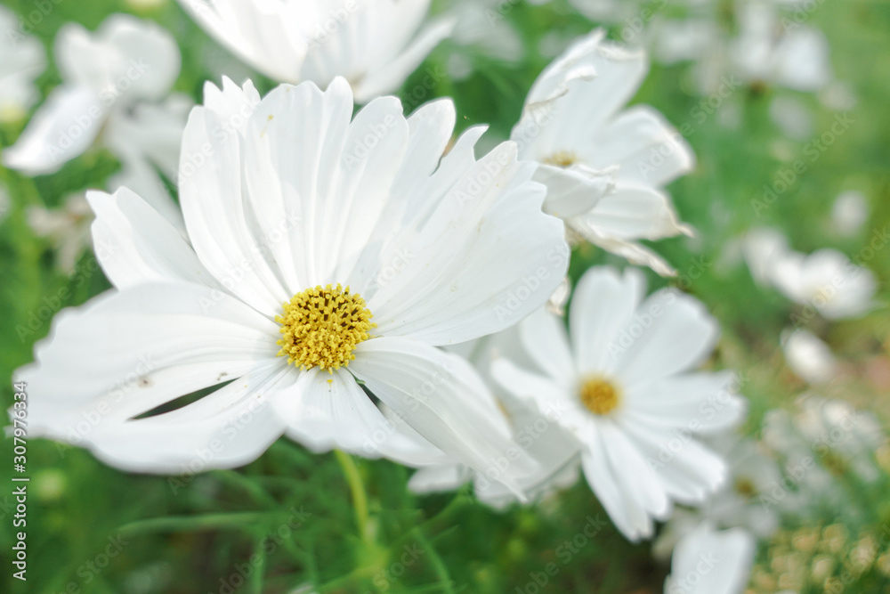 white cosmos with yellow pollen in garden white cosmos with yellow pollen in garden