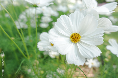 white cosmos with yellow pollen in garden