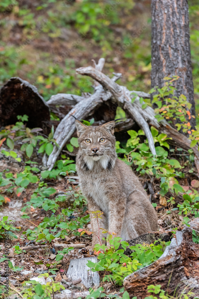 Obraz premium Canadian Lynx sitting in a green wooded forest.