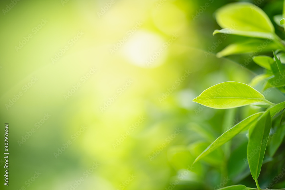 Nature of green leaf in garden at summer. Natural green leaves plants using as spring background cover page greenery environment ecology wallpaper Nature of green leaf in garden at summer. Natural green leaves plants using as spring background cover page greenery environment ecology wallpaper