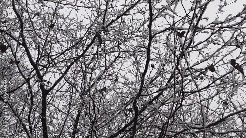 Snowstorm in the forest, in high resolution details like branches and leaves getting covered in snow Snowstorm in the forest, in high resolution details like branches and leaves getting covered in snow