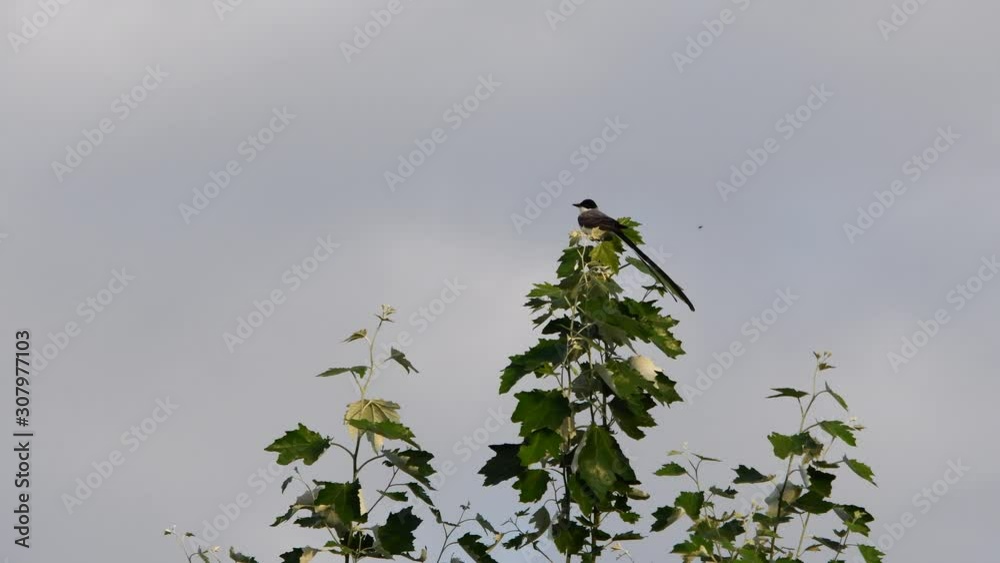 A fork-tailed flycatcher (Tyrannus savana) perched on top of a silver poplar tree. A fork-tailed flycatcher (Tyrannus savana) perched on top of a silver poplar tree.