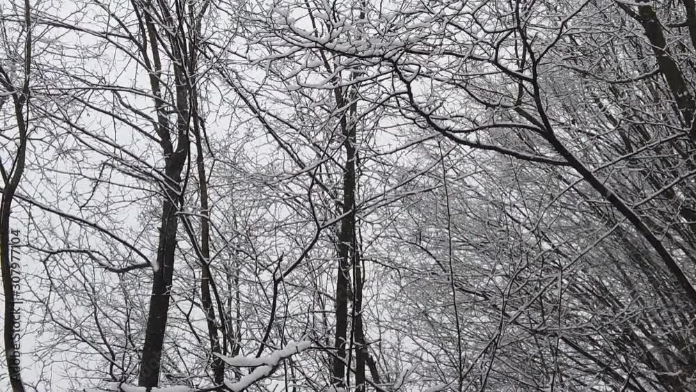 Snowstorm in the forest, in high resolution details like branches and leaves getting covered in snow Snowstorm in the forest, in high resolution details like branches and leaves getting covered in snow