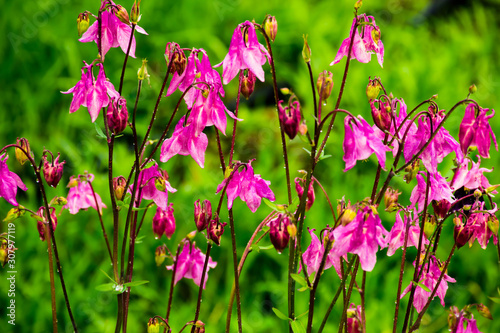 pink flowers in the garden