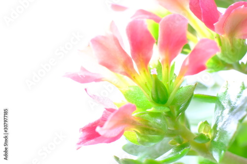 red kalanchoe flower in white background