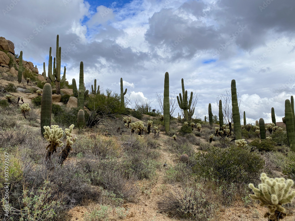 Saguaros and Cholla cactus with mountain background with hazy cloudy sky. Arizona desert landscapes, United States