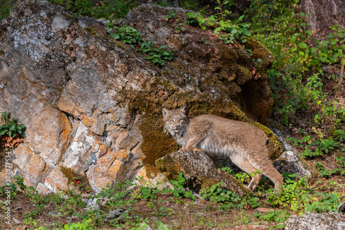 Canadian Lynx leaning against a rock in a green wooded forest. © Phillip Rubino