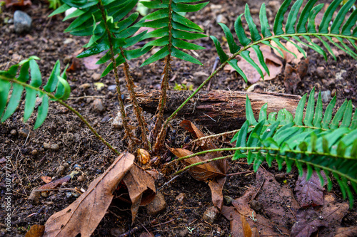 Replanting with native plants after invasive plant removal, Wilburton Hill Park, Bellevue, Washington State photo