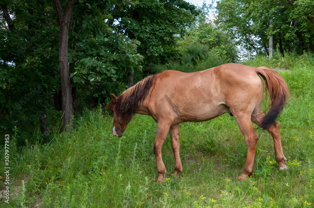 A Bay horse grazing in a meadow in the woods alone A Bay horse grazing in a meadow in the woods alone