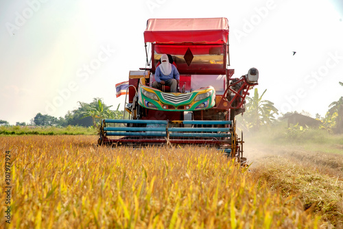 Harvesting rice from rice farmers in Thailand