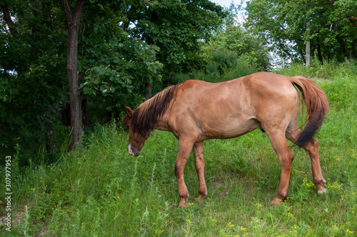 A Bay horse grazing in a meadow in the woods alone © Beliakina Ekaterina