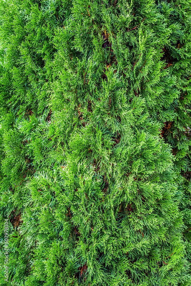 Thuja green foliage close up as background.
