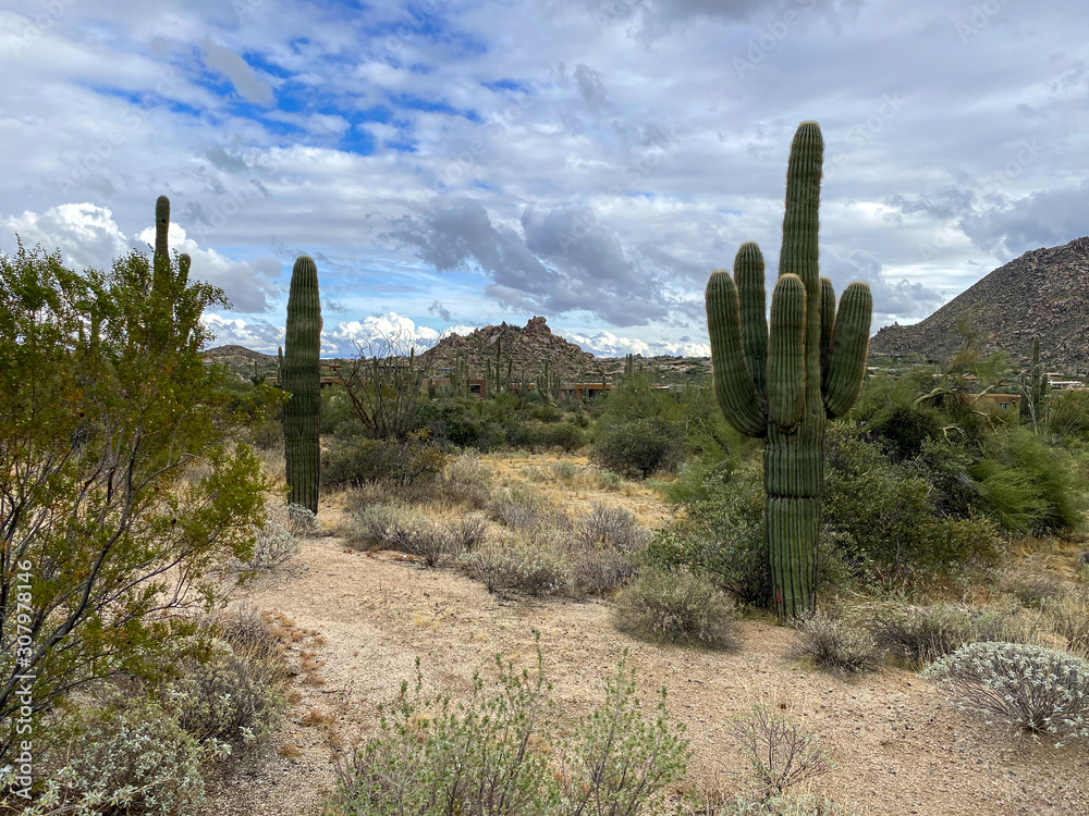 Saguaros and Cholla cactus with mountain background with hazy cloudy sky. Arizona desert landscapes, United States