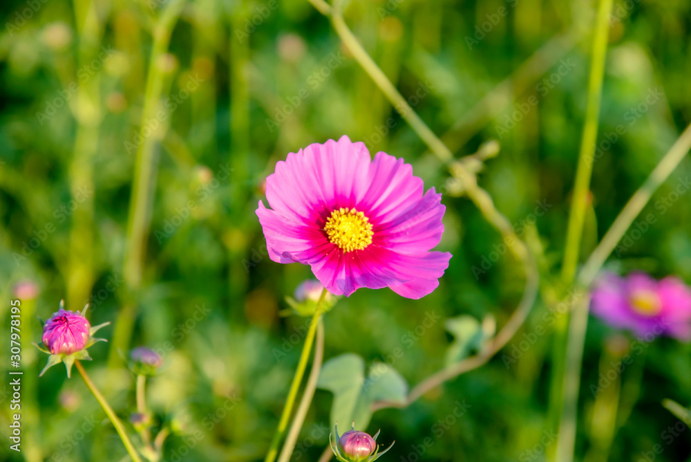 Cosmos flower, close up of the cosmos flower Cosmos flower, close up of the cosmos flower
