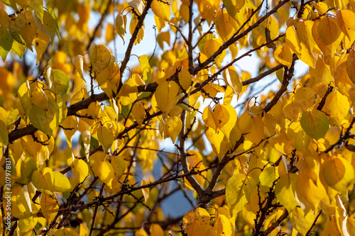 Beautiful yellow leaves hang on trees in autumn.