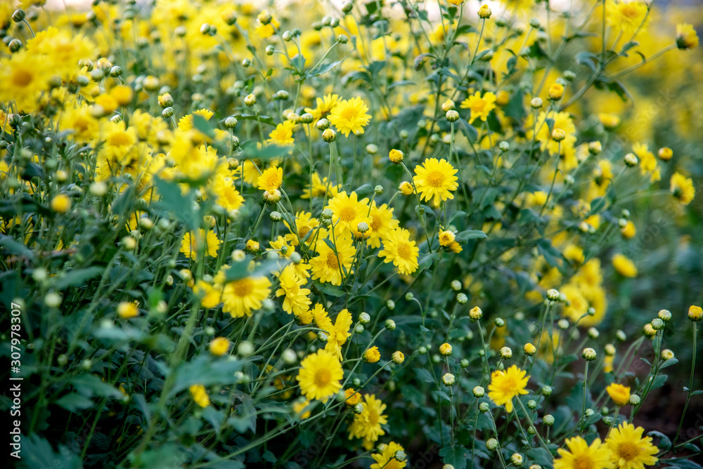 Obraz premium Yellow Chrysanthemum field,Beautiful yellow Chrysanthemum flower in field for background