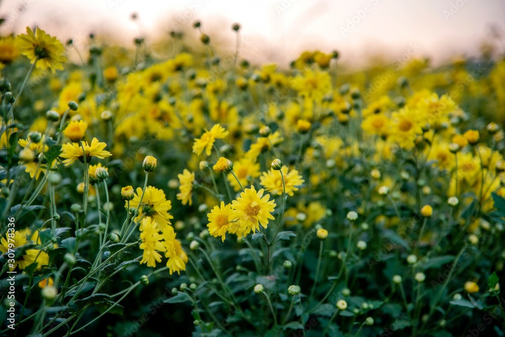 Fototapeta premium Yellow Chrysanthemum field,Beautiful yellow Chrysanthemum flower in field for background