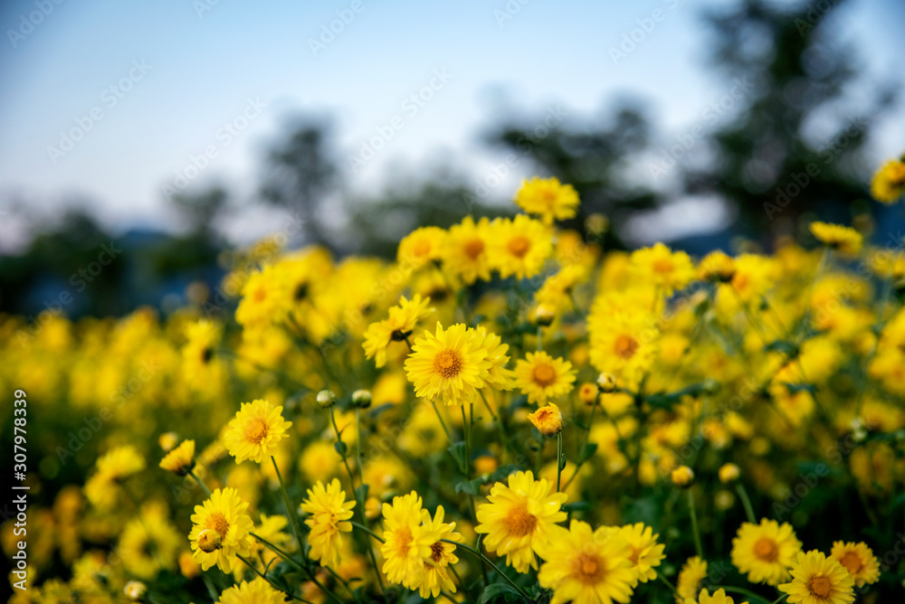 Yellow Chrysanthemum field,Beautiful yellow Chrysanthemum flower in field for background Yellow Chrysanthemum field,Beautiful yellow Chrysanthemum flower in field for background
