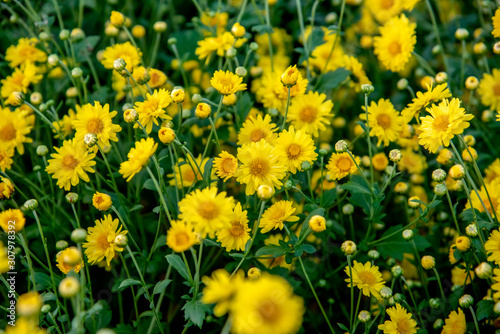 Yellow Chrysanthemum field,Beautiful yellow Chrysanthemum flower in field for background