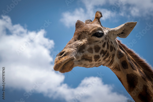 Photography Rothschild giraffe