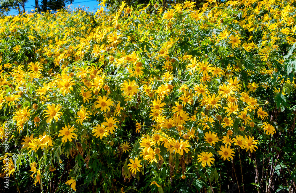 Tree Marigold,Beautiful Buatong / Mexican Sunflower Field  Mae Kam Head, Mae Chan District, Chiang Rai Province 17/11/2019