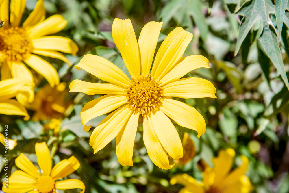 Tree Marigold,Beautiful Buatong / Mexican Sunflower Field Mae Kam Head, Mae Chan District, Chiang Rai Province 17/11/2019 Tree Marigold,Beautiful Buatong / Mexican Sunflower Field Mae Kam Head, Mae Chan District, Chiang Rai Province 17/11/2019