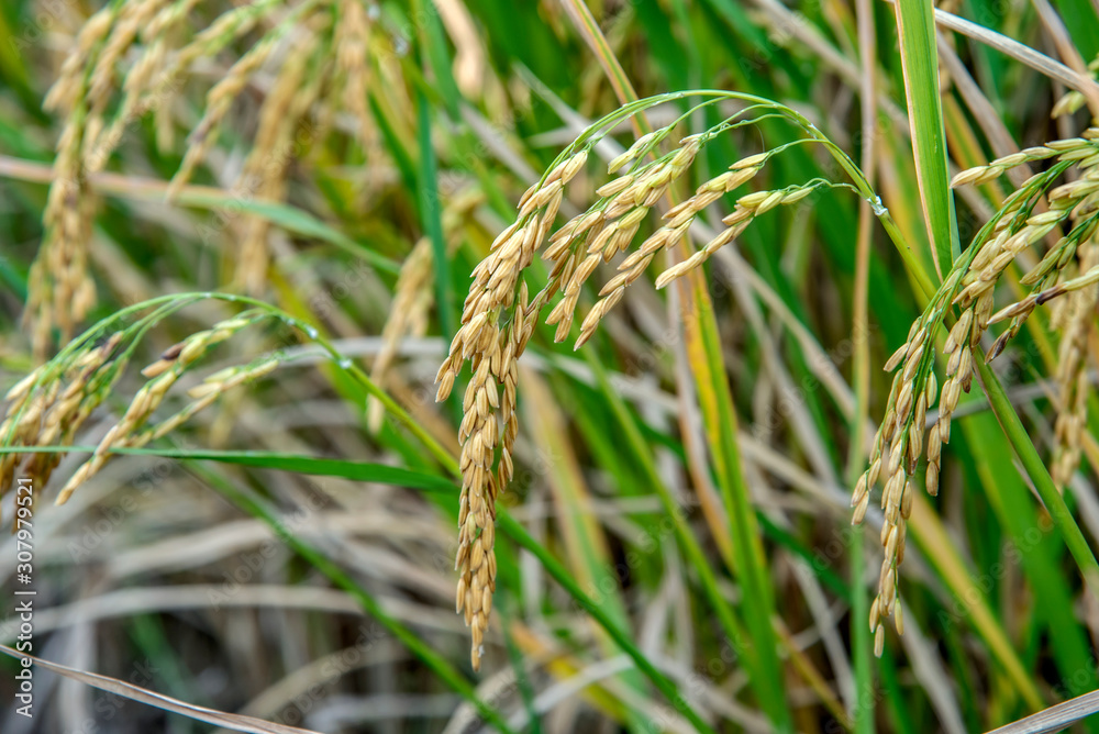Harvesting rice from rice farmers in Thailand Harvesting rice from rice farmers in Thailand