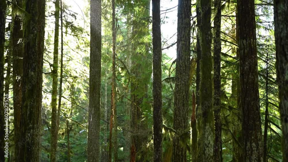 Lush mossy backlit forest. Rain is blown across by wind. Zoom out. Lush mossy backlit forest. Rain is blown across by wind. Zoom out.