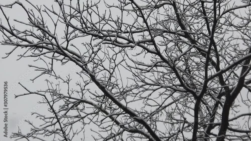 Snowstorm in the forest, in high resolution details like branches and leaves getting covered in snow Snowstorm in the forest, in high resolution details like branches and leaves getting covered in snow